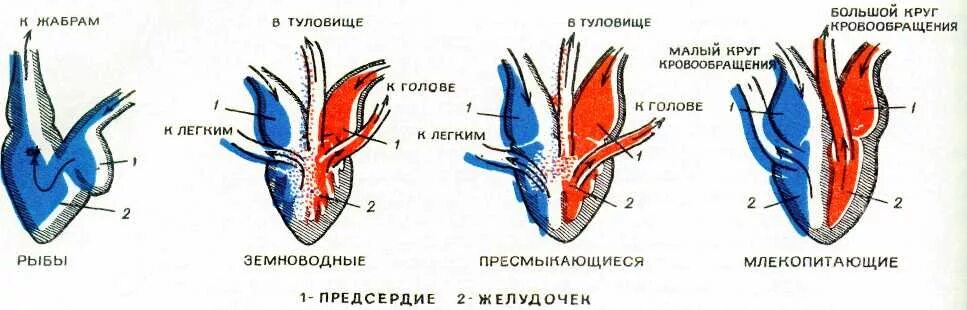 Предсердие у животных. Строение сердца рыбы земноводные пресмыкающиеся птицы млекопитающие. Строение сердца земноводных и пресмыкающихся рыб птиц. Строение сердца земноводных и птиц. Строение сердца амфибий рептилий птиц.