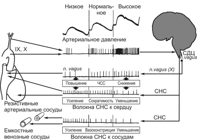 Артериальное давление крови физиология. Система регуляции артериального давления длительного действия. Регуляция давления крови физиология. Рефлекторная регуляция артериального давления крови. Рефлекторная регуляция кровяного давления