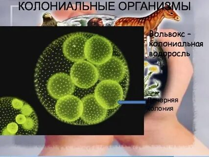 Жизнь колониальных организмов