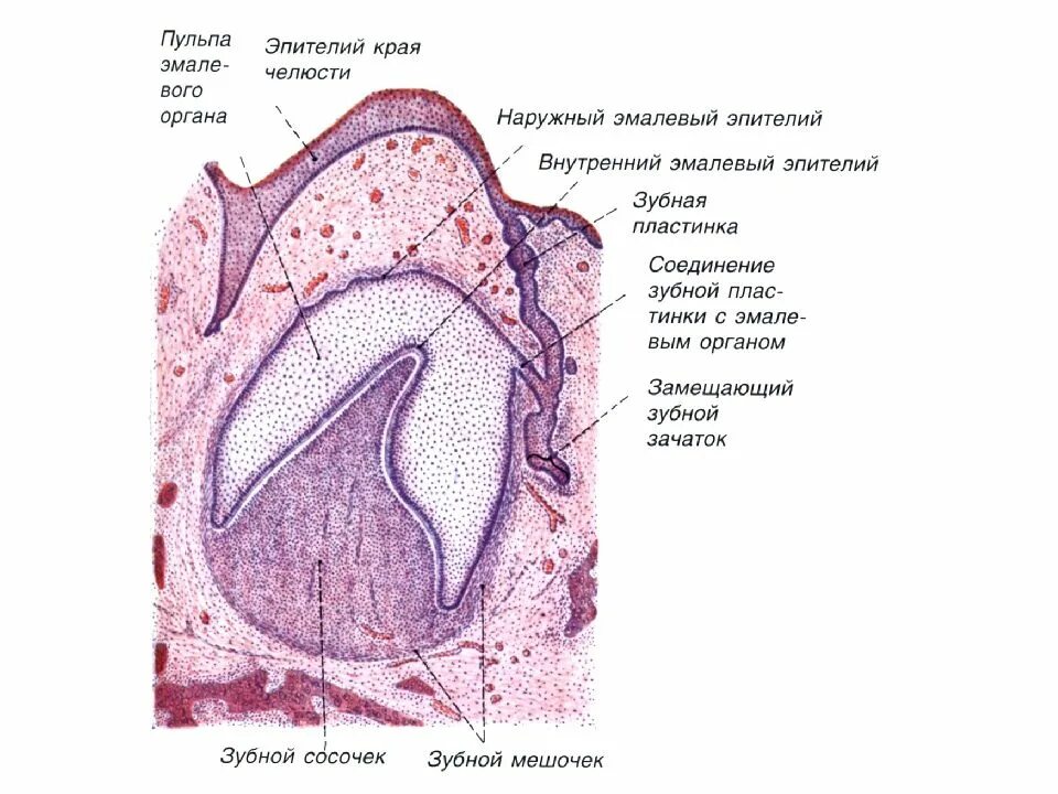 Стадии развития зуба. Ранняя стадия развития зуба гистология препарат. Развитие зуба эмалевый орган гистология препарат. Ранняя стадия развития зуба эмалевый орган препарат гистология. Зубной зачаток препарат гистология.