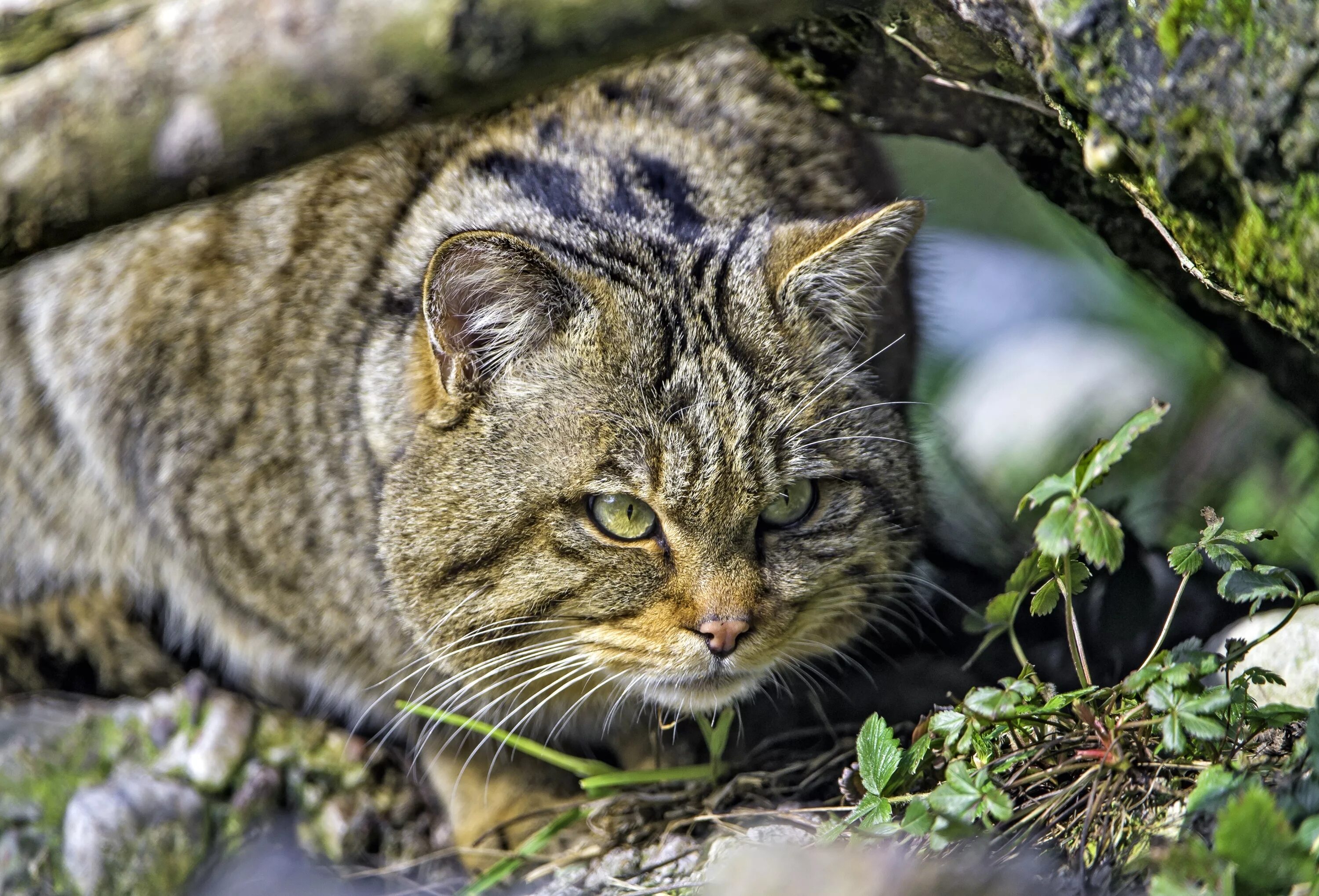 Европейский Лесной кот камышовый. Лесная кошка (Felis Silvestris). Дикий камышовый кот. Кавказская Лесная кошка Felis Silvestris Caucasica. Дикие кошки картинки