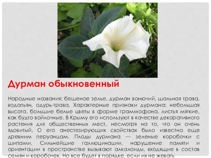 Дурман читать. Дурман датура трубадур. дурман обыкновенный ядовитое растение. датура медея белый дурман. дурман душистый (датура)..