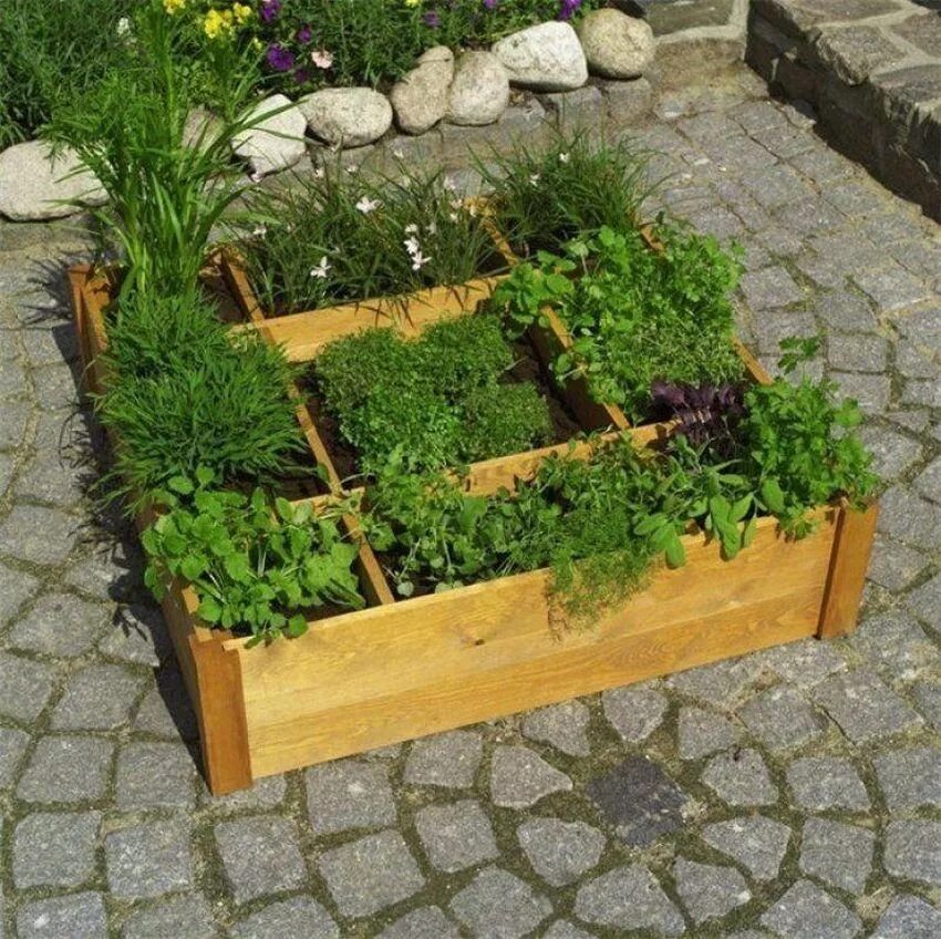 Кинза, петрушка. Грядка для пряных трав. Аптекарский огород пряные травы. Пряно ароматическая грядка. Грядка для пряных трав.