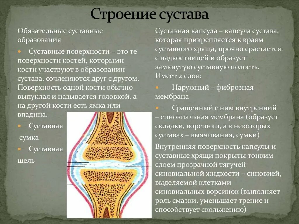 Внутренняя поверхность костей. Строение сустава. Строение сустава анатомия. Основные элементы строения сустава. Зарисовать строение сустава.