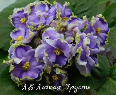 Фиалка легкая грусть