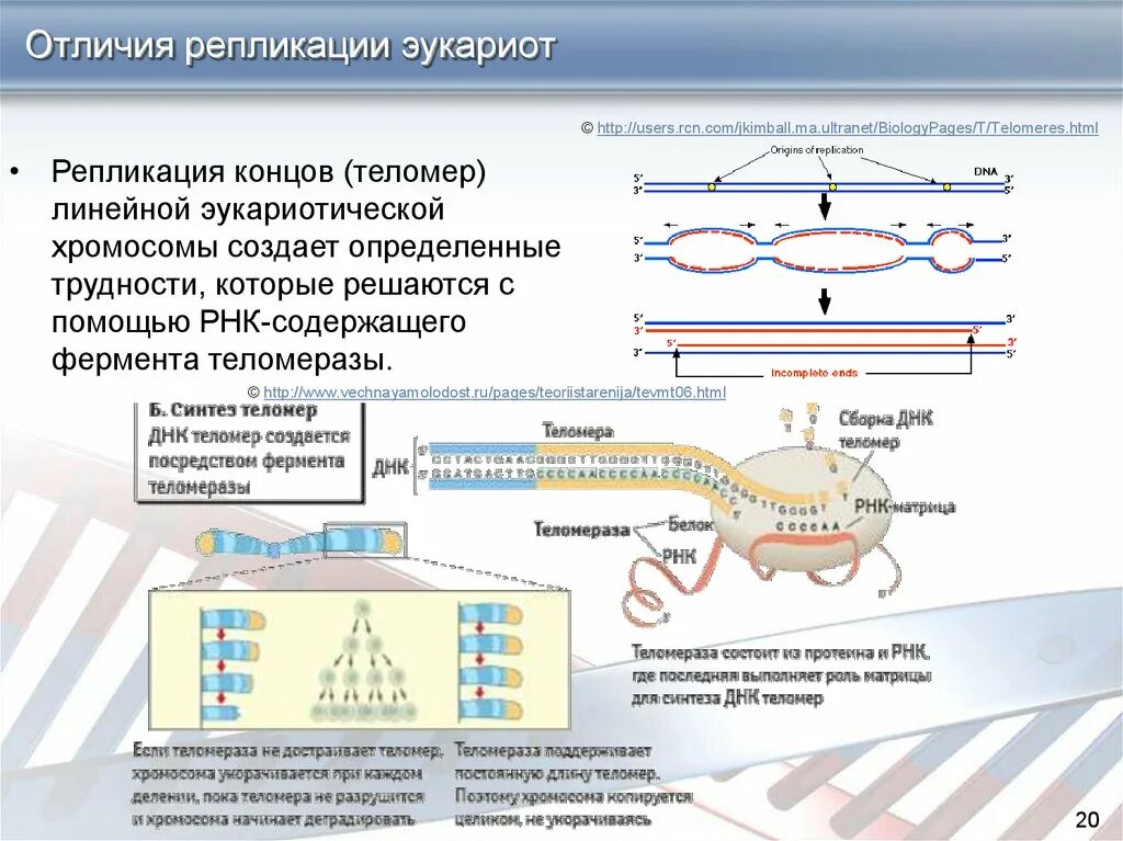 Отличия репликации прокариот и эукариот. Особенности репликации ДНК У эукариот. Инициация репликации у эукариот. Схема репликации эукариот. 3 этапа репликации