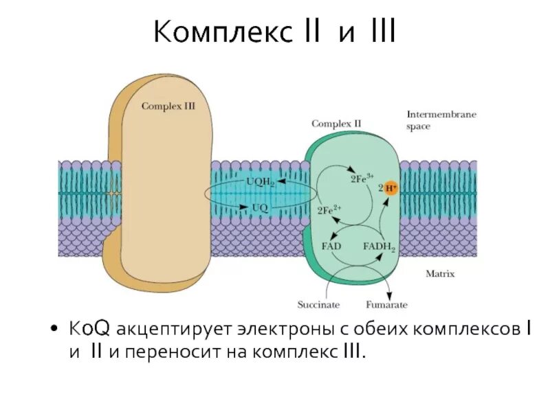 Ферменты окислительного фосфорилирования. Окислительное фосфорилирование ЭТЦ. Тканевое дыхание и окислительное фосфорилирование. Окислительное фосфорилирование схема. Микросомальное окислительное фосфорилирование.