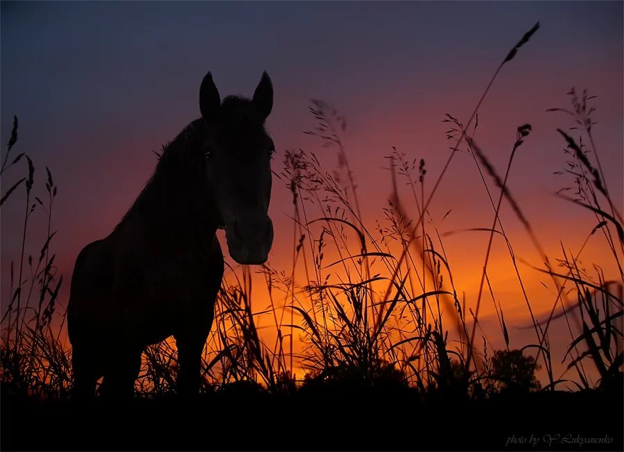 Лошадь ночью. В ночное на лошадях. Лошадь ночью. Лошадь ночью в поле. Лошадь в тумане.