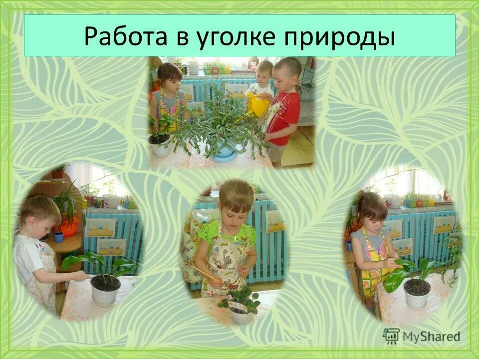 Презентации уголков природы. Труд детей в уголке природы. Работа в уголке природы. Труд в уголке природы в средней. Труд в уголке природы в средней группе.