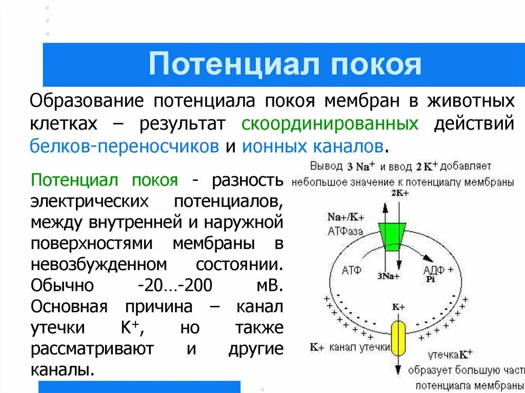 Максимальное использование потенциала. Величина мембранного потенциала покоя нервной клетки. Формирование мембранного потенциала покоя. Механизм формирования мембранного потенциала клетки. Разность потенциалов на мембране клетки.