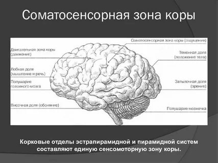 Произвольные движения в какой доле