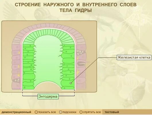 2 слоя клеток кишечнополостных. 2 слоя клеток кишечнополостных