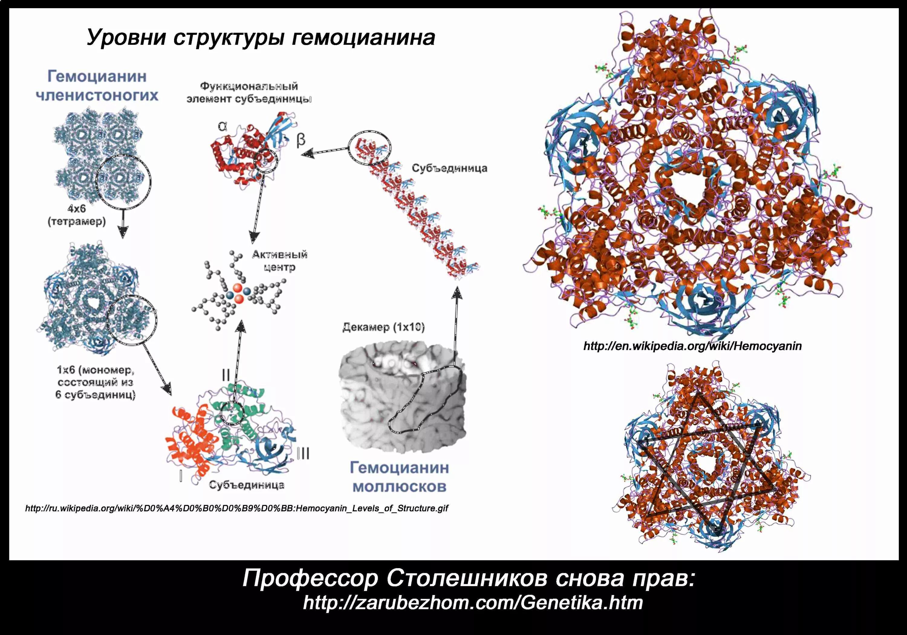 гемоцианин и ферритин. гемоцианин. гемоцианин фото. гемоцианин. структура молекулы гемоцианина.