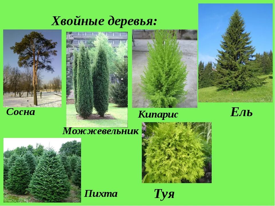 Какие есть деревья и кустарники