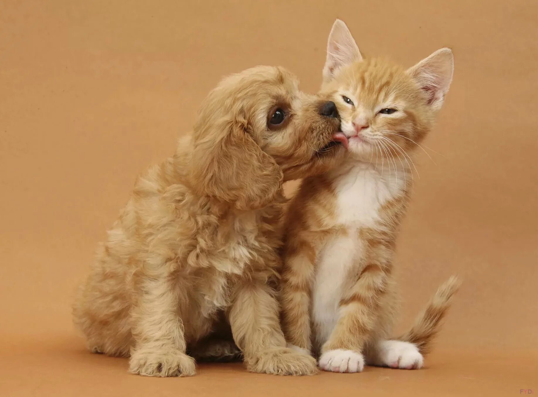 Животное для детей. Котёнок-ребёнок. Кошечки собачки песня девочки и мальчики. Кошечки собачки песня девочки и мальчики. Для детей.