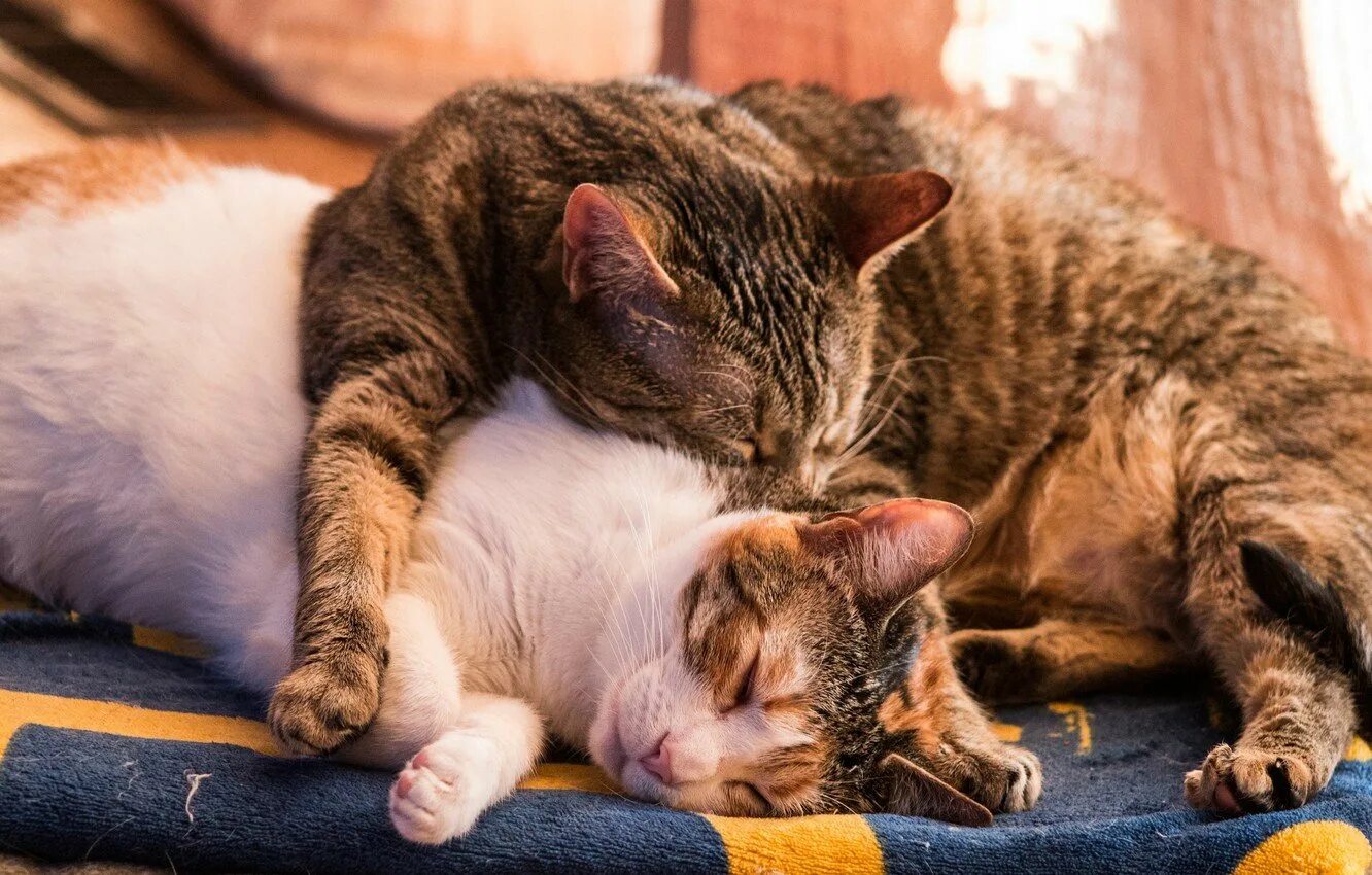 2 котика обнимаются. Кошка спит. спящие коты. котики спят вместе. коты обнимаются.