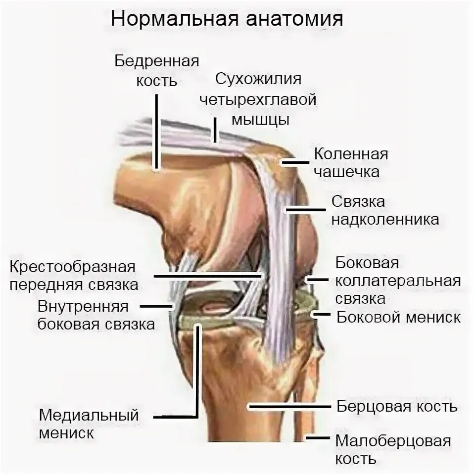 Болит кость под коленной чашечкой спереди. Болит сбоку косточка на колене. Болит коленная чашечка спереди. Под коленной чашкой спереди выемка.