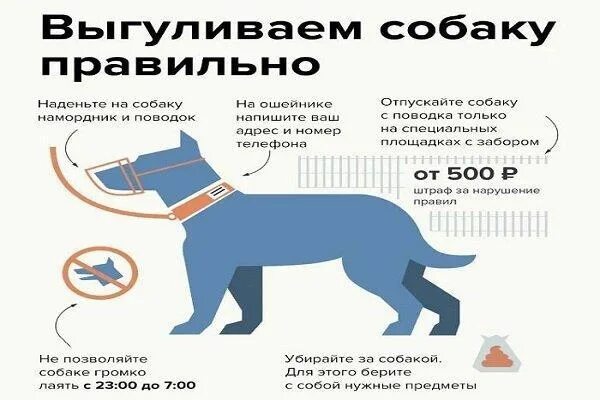 Ответственное содержание животного