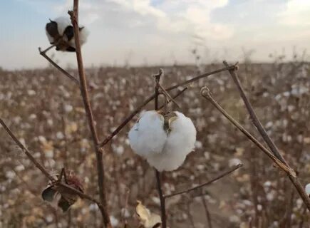 ВКонтакте желісіндегі сперматозоидтар