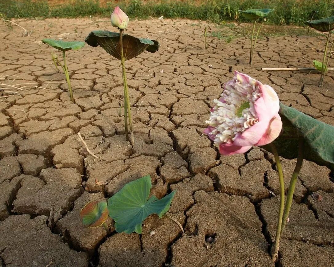 Засуха растений. Цветок в засухе. Умирающие растения. Гибель растений от засухи.