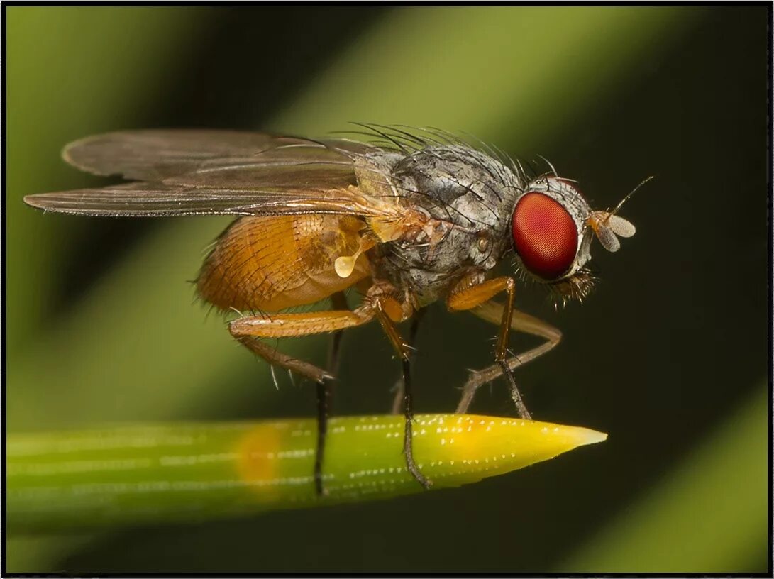 Жужжальца мухи. Внутреннее строение двукрылых насекомых. Крылья насекомых. Крылья двукрылых насекомых. Сколько крыльев у мухи.