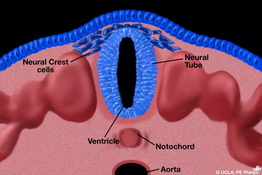 Neural development. Конъюнктива мезодерма. neural crest. эндотелий эпителий мезодерма. мочевой пузырь мышцы мезодерма.
