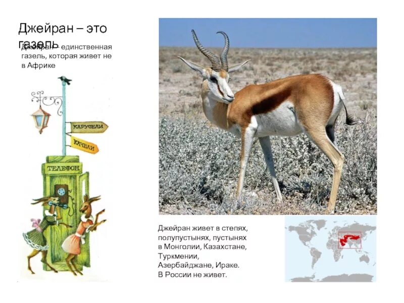Джейран где обитает. Джейран животное где обитает. Джейран живет. Сообщение о джейране. Какие отношения складываются между ежовником и джейраном