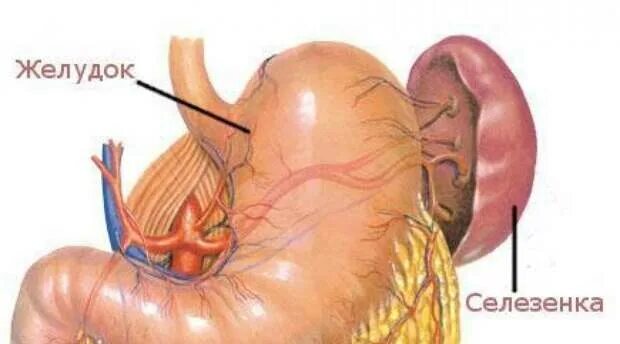 Селезенка. Селезенка анатомия человека.