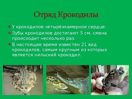 Класс пресмыкающиеся интересные факты