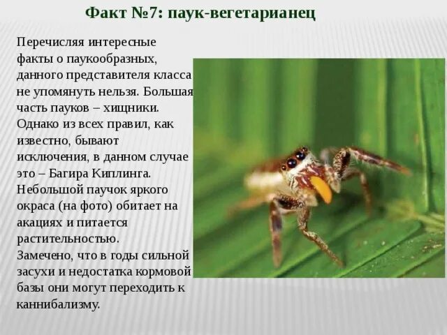 Интересные факты о классе паукообразных. Интересные факты о паукообразных. факты о пауках. необычные факты о паукообразных. интересные факты про пауков.