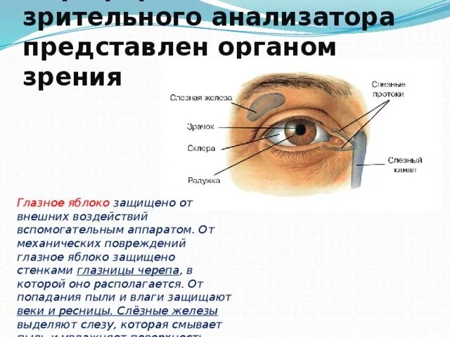 Хитрые вопросы. Носослезная борозда анатомия. Искусно вопрос. Строение глазницы латынь. Наружное строение глаза.