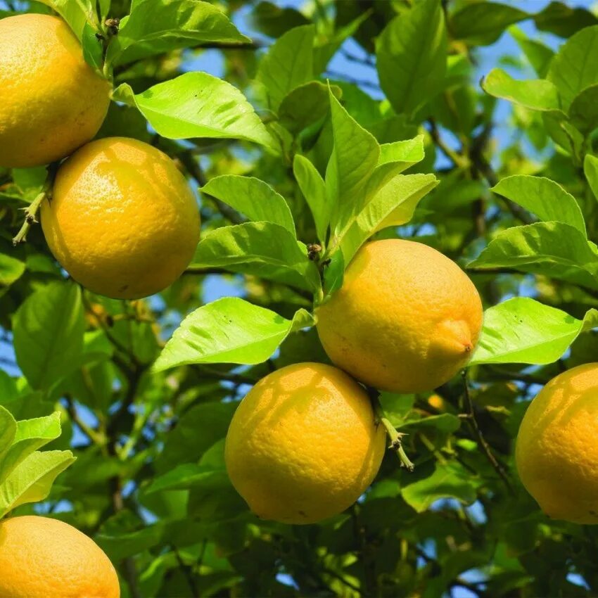 Лимон растет в россии. Лимончик дерево. Ордубадский лимон. Лимон Lemon дерево. Дерево лимон (Cítrus Límon).
