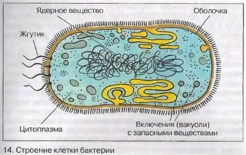 Строение организмов бактерий