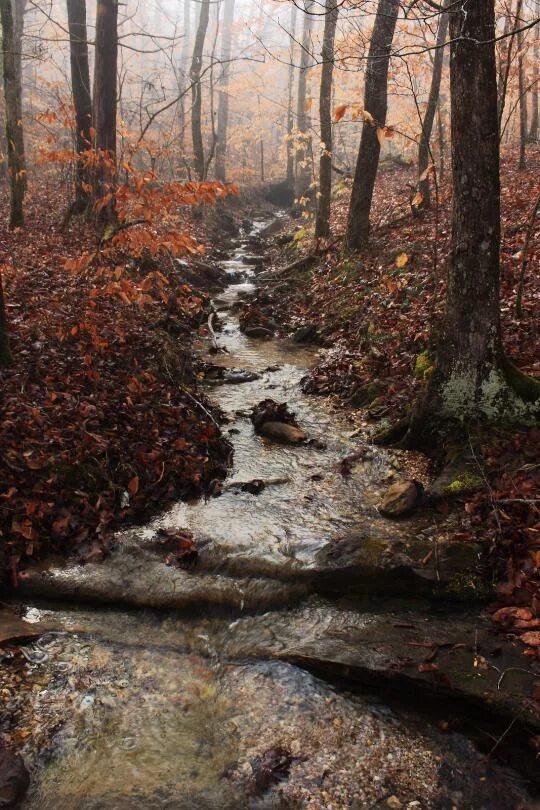 Осенний ручей. Осень с ручейком. Ручей в осеннем лесу. Бежал ручей по камушкам.