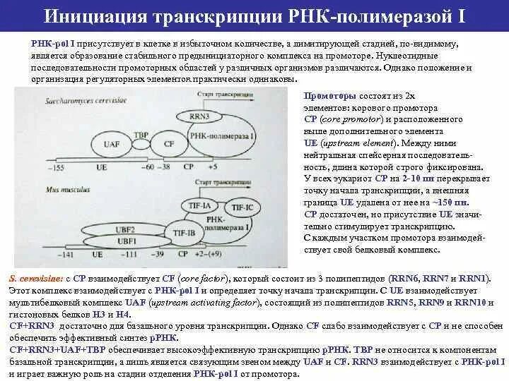 Транскрипция РНК инициация. Схема инициации транскрипции. Инициация это в биологии транскрипция. Транскрипция РНК полимераза.