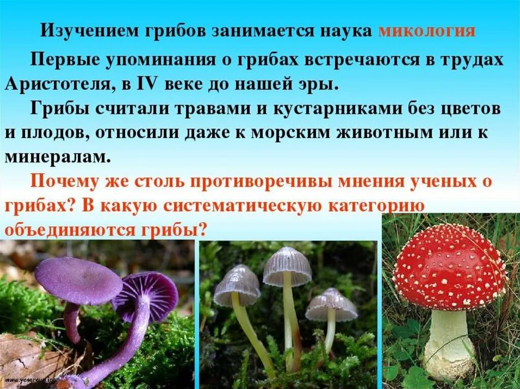 Сообщение о грибах 5