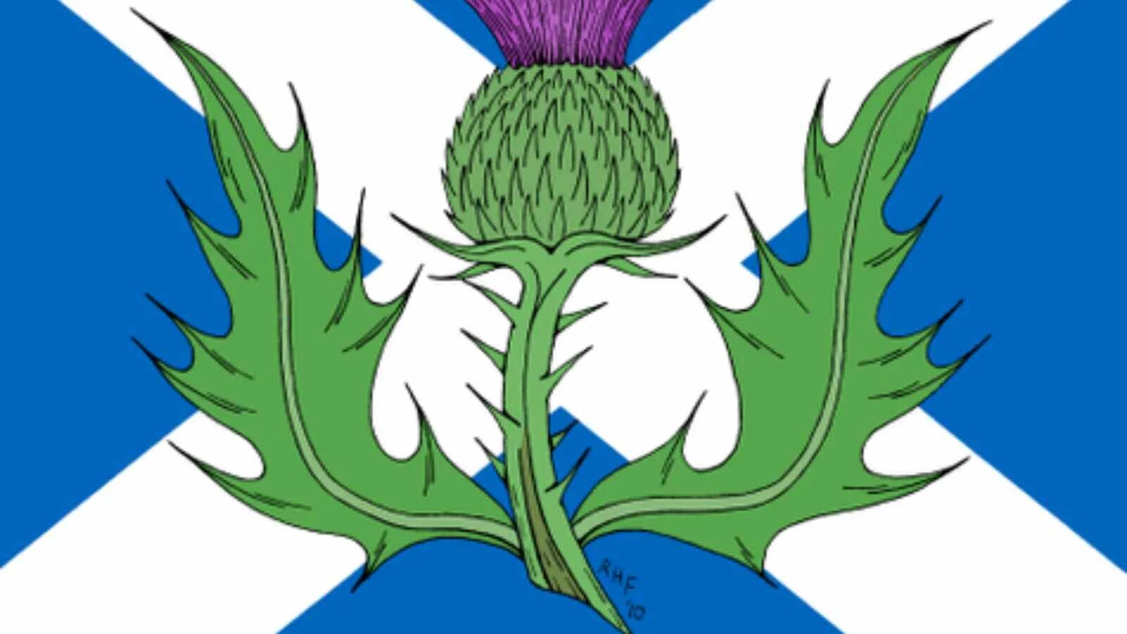 Чертополох символ Шотландии. Цветок чертополоха символ Шотландии. Растение символ Шотландии. Национальный символ Шотландии.