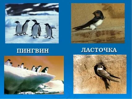 Пингвин ласточка