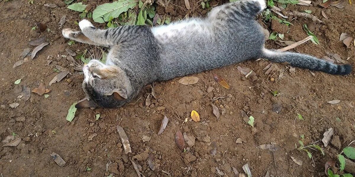Могилы котов. Заболевшая кошка. Как умирают домашние кошки. Как умирают домашние кошки. Как умирают домашние кошки.