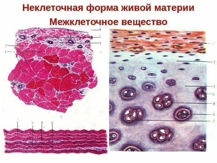 Клетка и неклеточные структуры. Клетка и неклеточные структуры. Клетка и неклеточные структуры. Клетка и неклеточные структуры. Синцитий это гистология.