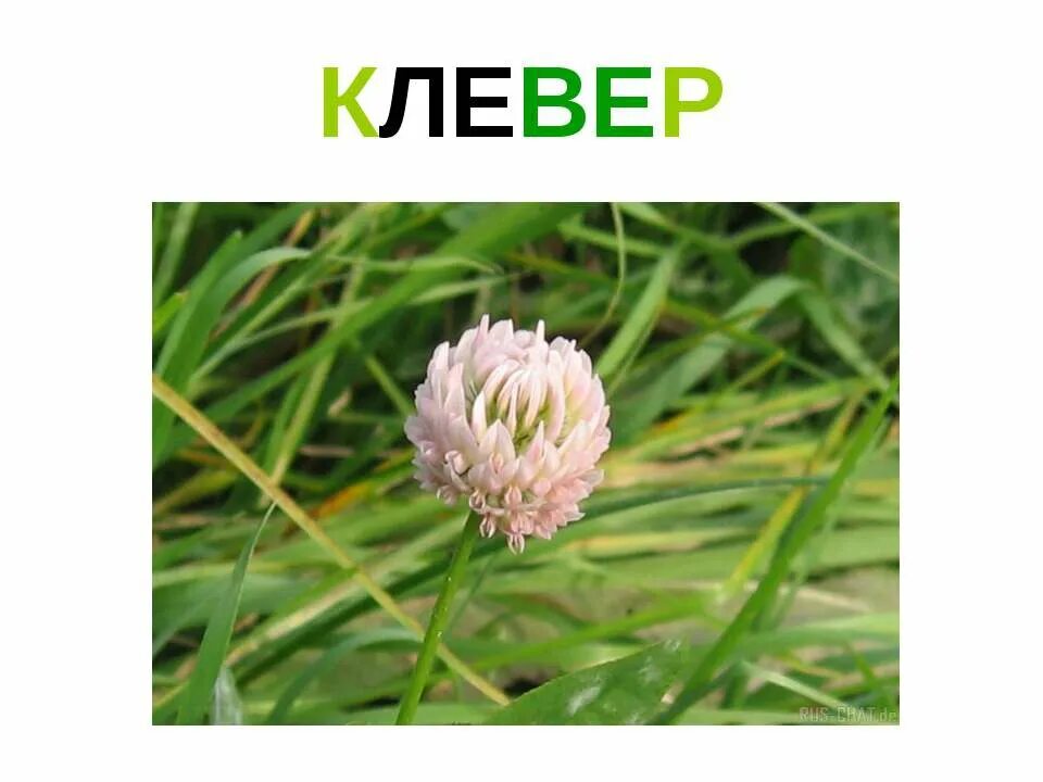 Клевер текст. Клевер окружающий мир. сообщение о клевере. клевер презентация. клевер окружающий мир 3 класс.