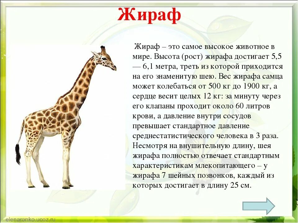 Картинки описание животных. Рассказ про жирафа для детей 1. доклад о жирафе. жираф описание для детей. описание животного.