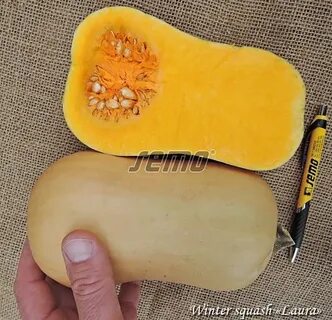 Размер тыквы