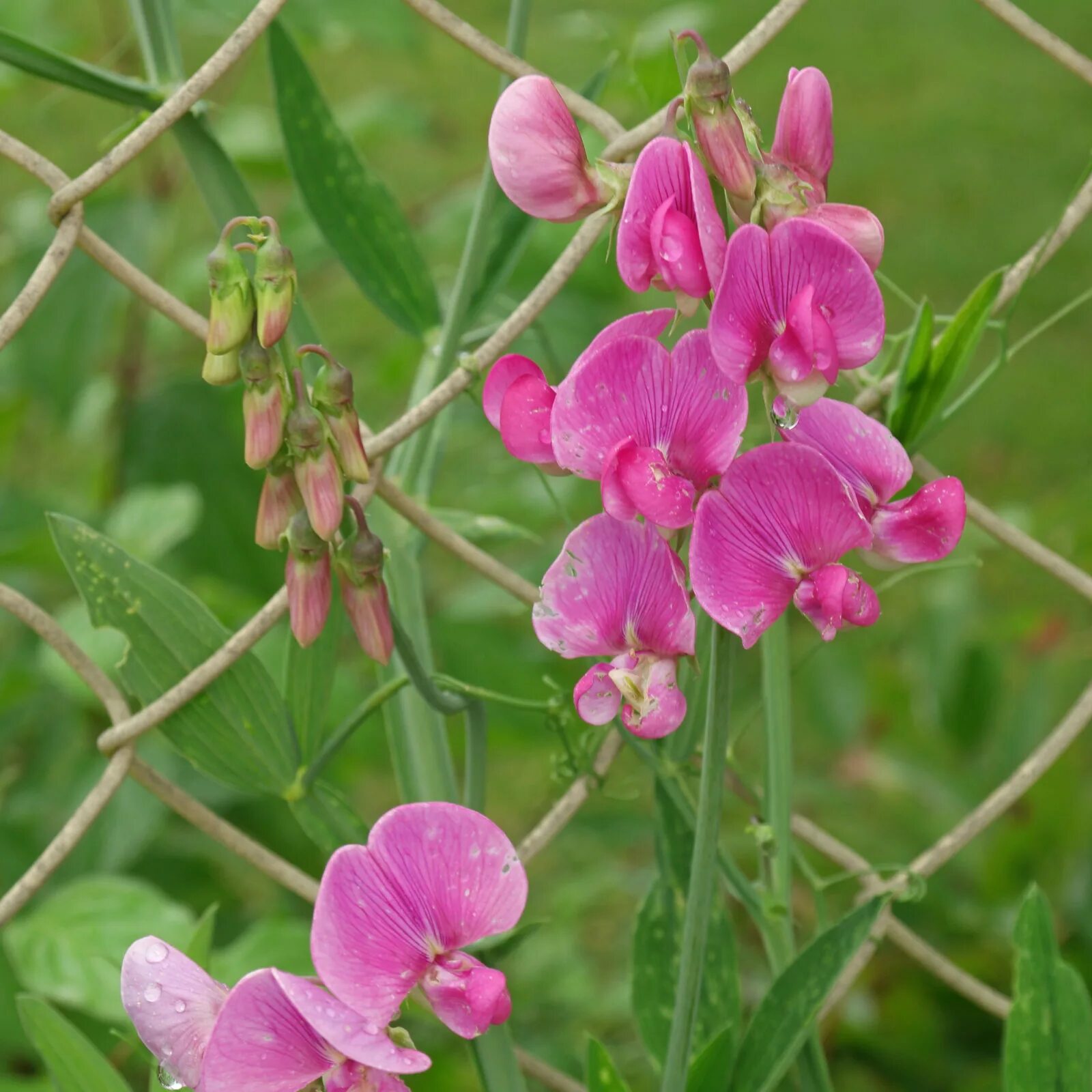 Морской горох. Lathyrus odoratus. Чина гладкая. Чина японская (Lathyrus japonicus). (Lathyrus odoratus) "Villa ROMA".