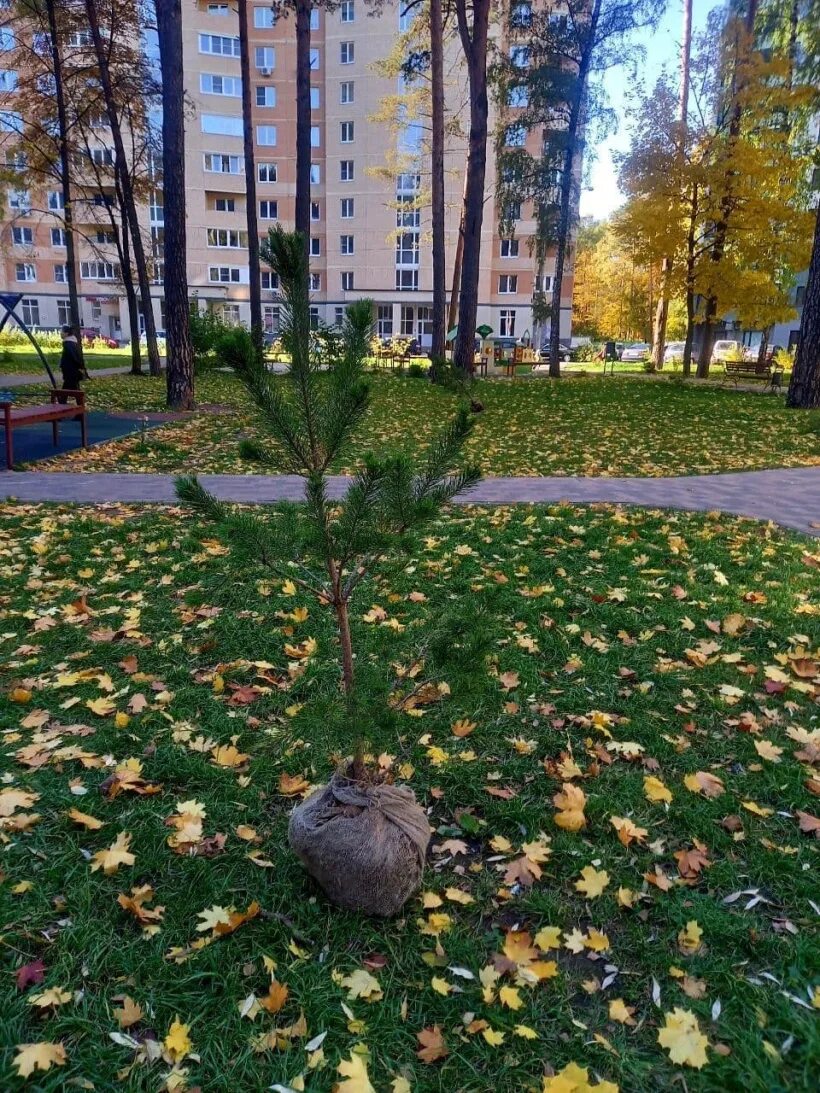 овсянниковский сад сквер санкт-петербург. дк сортировка смоленск. парк около администрации курск. сквер депутатов. сквер возле 17 школы черногорск.