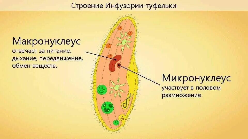 Какую функцию выполняет большое ядро инфузории. Инфузория туфелька микронуклеус. макронуклеус и микронуклеус у инфузории. макронуклеус инфузорий. макронуклеус ядро функции.