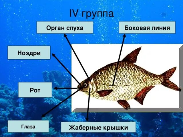 Какие отделы тела имеет рыба. Органы боковой линии у рыб. Боковая линия орган чувств у рыб. Строение органа боковой линии у рыб. Органы чувств рыб строение.