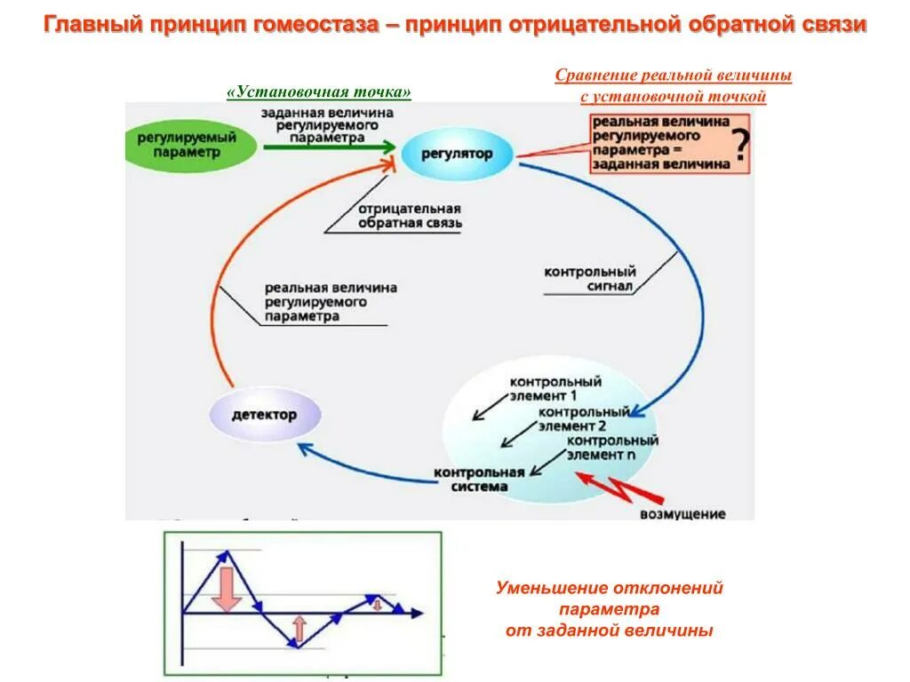 Биохимический гомеостаз. Отрицательная обратная связь гомеостаза. положительная обратная связь гомеостаза. принцип отрицательной обратной связи гомеостаз. механизмы гомеостаза: обратная связь.