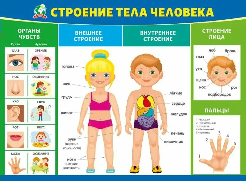Строение человека органы для детей