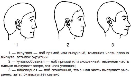 Затылок значение. Правильная форма головы человека. Правильная форма головы у взрослого человека.